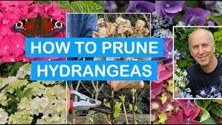 HOW TO PRUNE HYDRANGEAS: PRUNING MASTERCLASS: pruning Mopheads & Lacecaps Step-By-Step