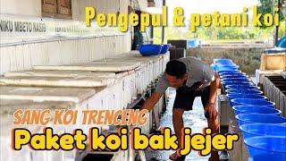 Sang koi trenceng pengepul & petani ikan koi !!!review harga paket ikan koi