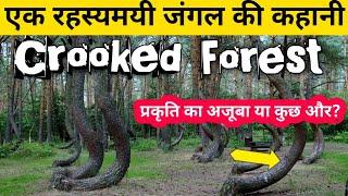 Crooked forest  के विचित्र पेड़ो का रहस्य। जो वैज्ञानिको के समझ भी है परे।