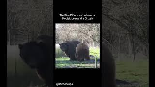 Kodiak VS Grizzly ( Size Comparison ) #wildlife