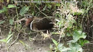 Greater Painted Snipe @ Chiu Sein Chiong 6219