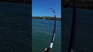 Fish on!! Subscribe for part 3.#fishing #jewfish #mangrovejack #rockfishing #landandsea #landbase