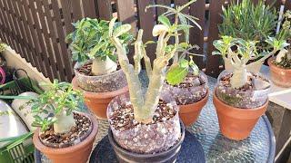 Making Adenium obesum bonsai/desert rose - step by step