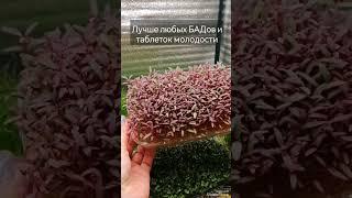 Как вырастить #микрозелень #амаранта? Добавляй в любое блюдо - продлишь #жизнь и укрепишь #здоровье!
