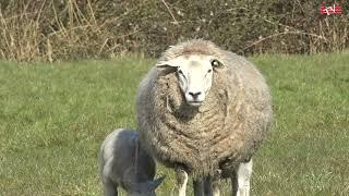 BOERDERIJ - Schapen & lammetjes