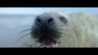 The Wadden Sea: living on the edge (OFFICIAL TRAILER)