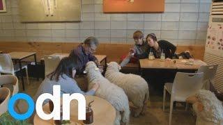 Visitors worldwide enjoy sheep cafe in South Korea