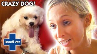 Dog Can't Stop Spinning In Circles After Injury | Bondi Vet Clips | Bondi Vet