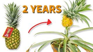 How To Grow A Pineapple Start To Finish