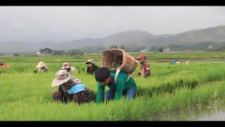 It's June! Rainy season begins! |Making  tupig for snack [Episode 52]