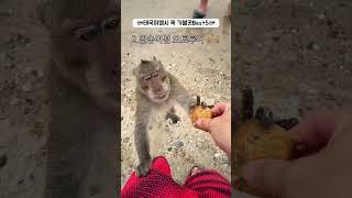 태국 여행시 가볼만한곳 best5    #태국여행 #태국음식 #파타야여행 #파타야호텔 #태국