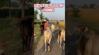 new nagori bail race nagori bail ox race nagori #bail #jaat #car #mostpopular #trending #viral #bull