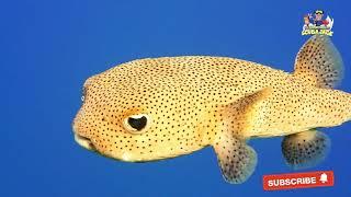 Amazing Facts About the The Puffer Fish!