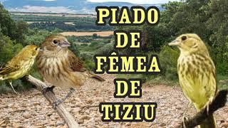 piado de fêmea de tiziu pra levantar tiziu frio