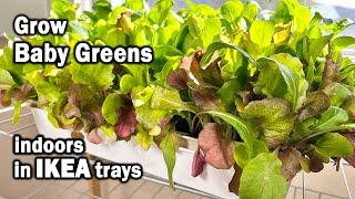 How to Grow Baby Greens Indoors in IKEA Trays from Seed