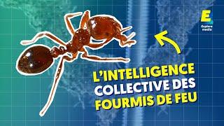 Ces fourmis construisent des routes  #shorts