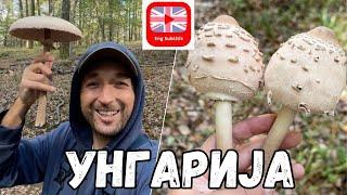 Собираме и Јадеме Печурки во  | Mushrooming in Hungary - w/ (ENG Subtitle)