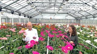 Gerbera standard varieties 2021 - Schreurs