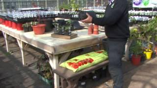 Groves Nurseries Tomato Planting Tips