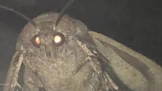 Lämp