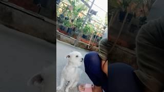 hahah cute #dog #shortvideo