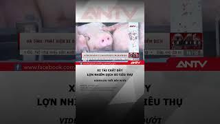Kinh hãi xe tải chở đầy lợn nhiễm dịch tả châu Phi đi tiêu thụ #antv #shorts #thitlon