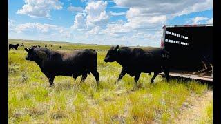 Black Angus Bulls Join the Cows!  Breeding Season 2024!