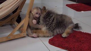 Baby Monkey SUGAR and Puppy Na Fighting for Hammock