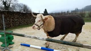 Ever Seen a Showjumping Bull Before?