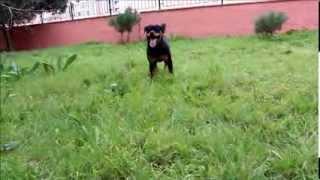 Rottweiler (Aida haus of liebe)