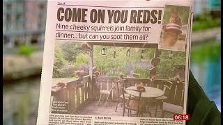 Spot the nine squirrels (fun story) (UK) - BBC News - 18th June 2020