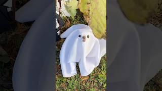 Listen to the TERRIFYING howl of the tiny cute ghost chihuahua Cedric  #ghost