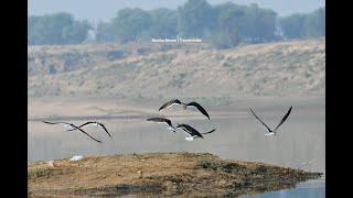 Wild beauty of Chambal river safari