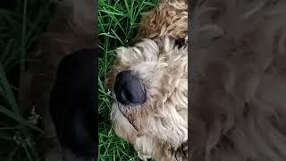 phát hiện chú chó bị bỏ rơi trên núi