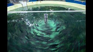 We are AquaMaof - world leader in land-based Recirculating Aquaculture System (RAS) Technology