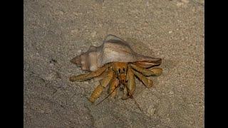 Hermit crab on South Island (St Brandon)