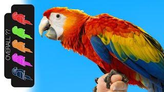 Scarlet Macaw, The Best Pet Parrot?