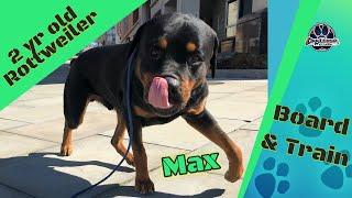 Best Rottweiler Trainer in Scranton ||| OLK9 Lehigh Valley ||| 2 Year Old Rottie, Max