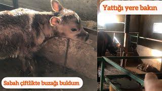 Ahırda buzağı buldum/Deli tosunun yanında yatıyordu (Allah korumuş)