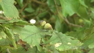 Warum verlieren Bäume im Herbst ihre Blätter?