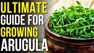 Ultimate Guide to Growing Perfect Arugula | How to Grow Arugula Indoors