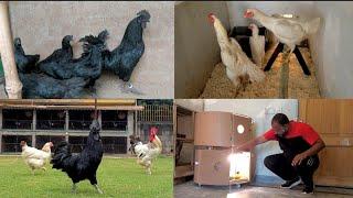 White Shamo And Ayam Cemani Free Range Farming in Punjab @HSNEntertainment