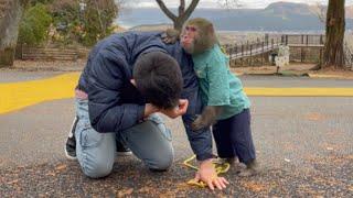 【ガチ】散歩中、頭痛と吐き気で倒れた飼い主へのお猿さんの対応が泣けた…