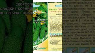 Все дачники сбили ноги в поисках этого сорта огурцов #подкормка #удобрение #дача #огород #procvetok