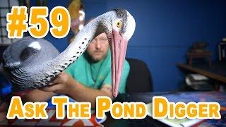 3 Things The Blue Heron Knows about Your Pond  - Ask #58