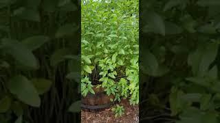 Chocolate Mint Harvest