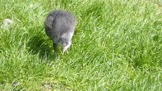 A Family of Coots