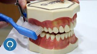 Cómo cepillarse los dientes correctamente