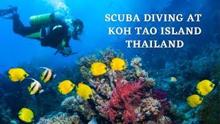 Scuba Diving At Beautiful Koh Tao island, Thailand. | Koh Samui To Koh Tao by Speedboat |