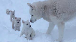 Winter at Pups Cozy Cabin. Huskies Shepskies love snow.